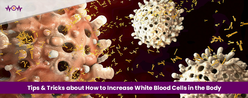 Tips & Tricks about How to Increase White Blood Cells in the Body