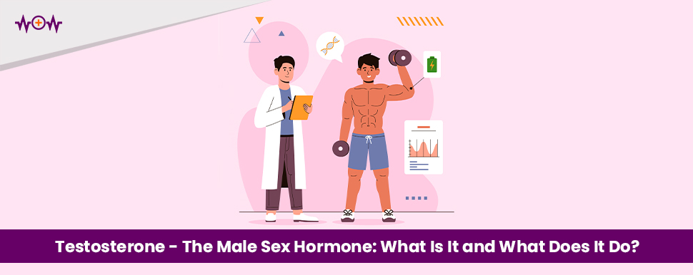 Testosterone – The Male Sex Hormone: What Is It and What Does It Do?